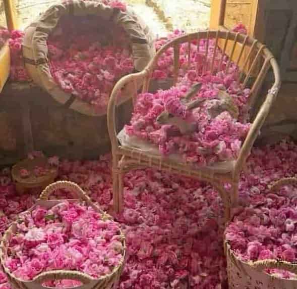 تصویر 3 از گلاب کاشان با عطر ماندگار